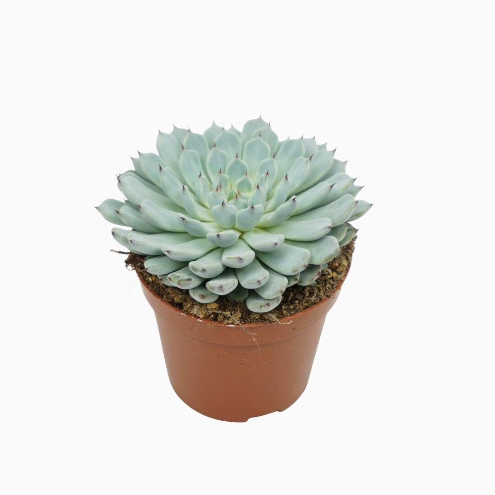 Echeveria texensis 8,5 cm.
