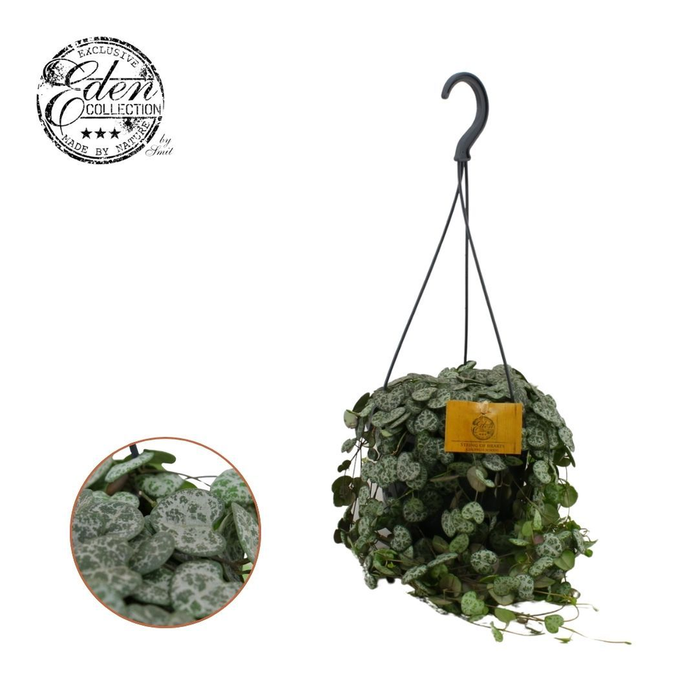 Ceropegia Woodii 15cm HP.