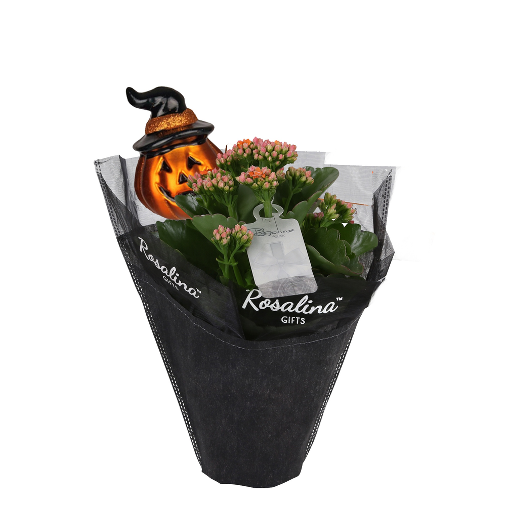 KP-608.10 - Kalanchoe Oranje in zwarte Gift hs + h.