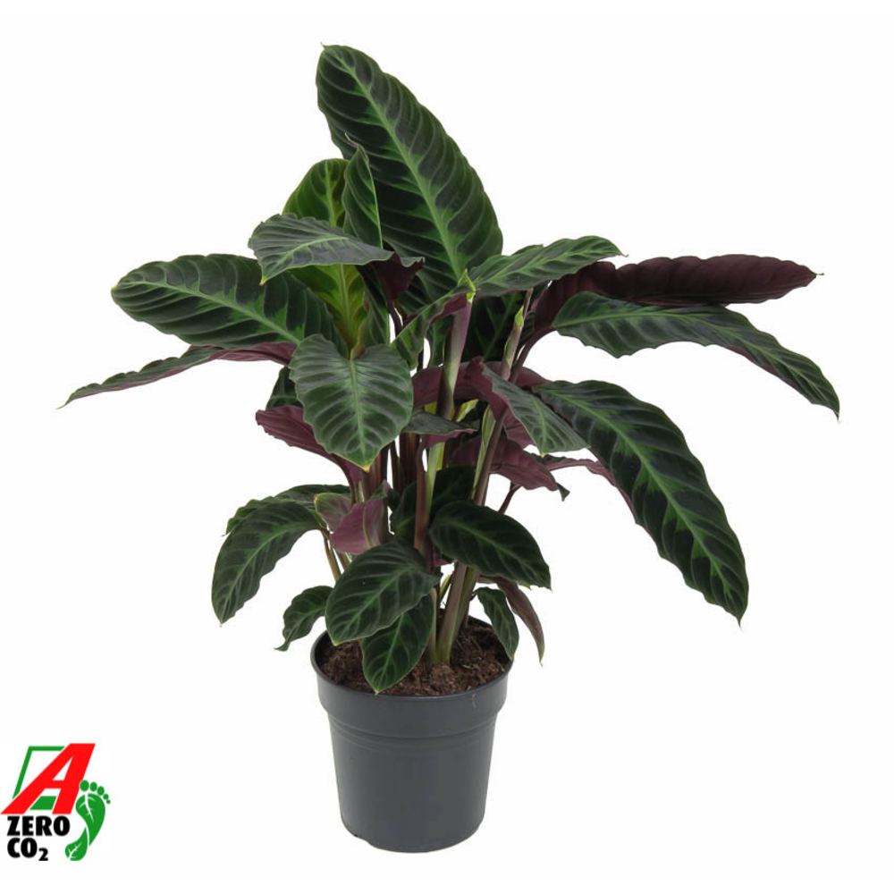 Calathea Warscewiczii.