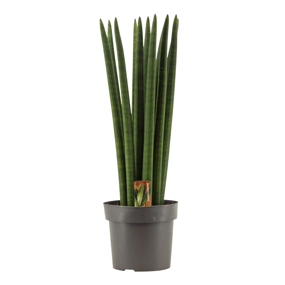 Sansevieria Cylindrica 17 cm Straight.