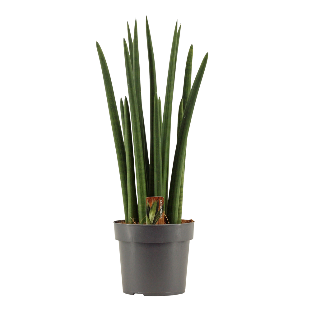 Sansevieria Cylindrica 17 cm Rocket.