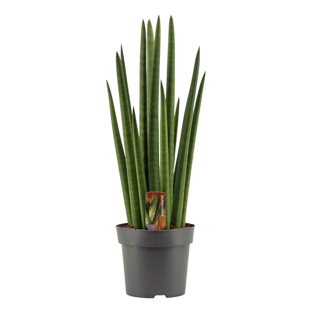 Sansevieria Cylindrica 14 cm Rocket.