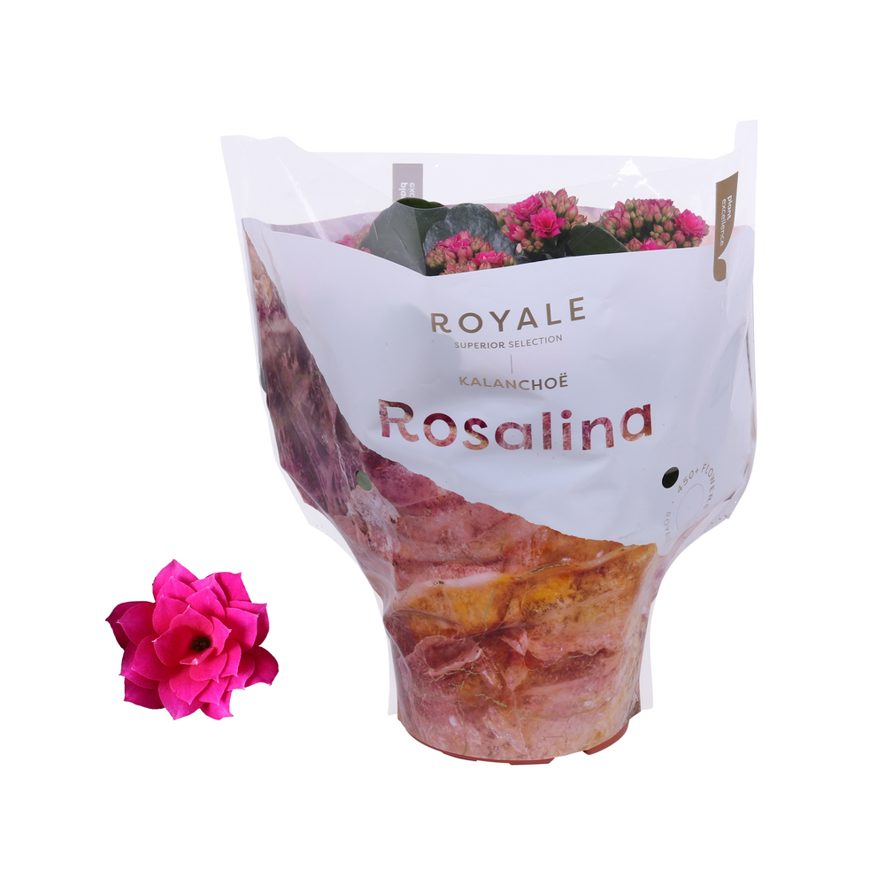 Kalanchoe Rosalina 15cm Royale Victorio paars.