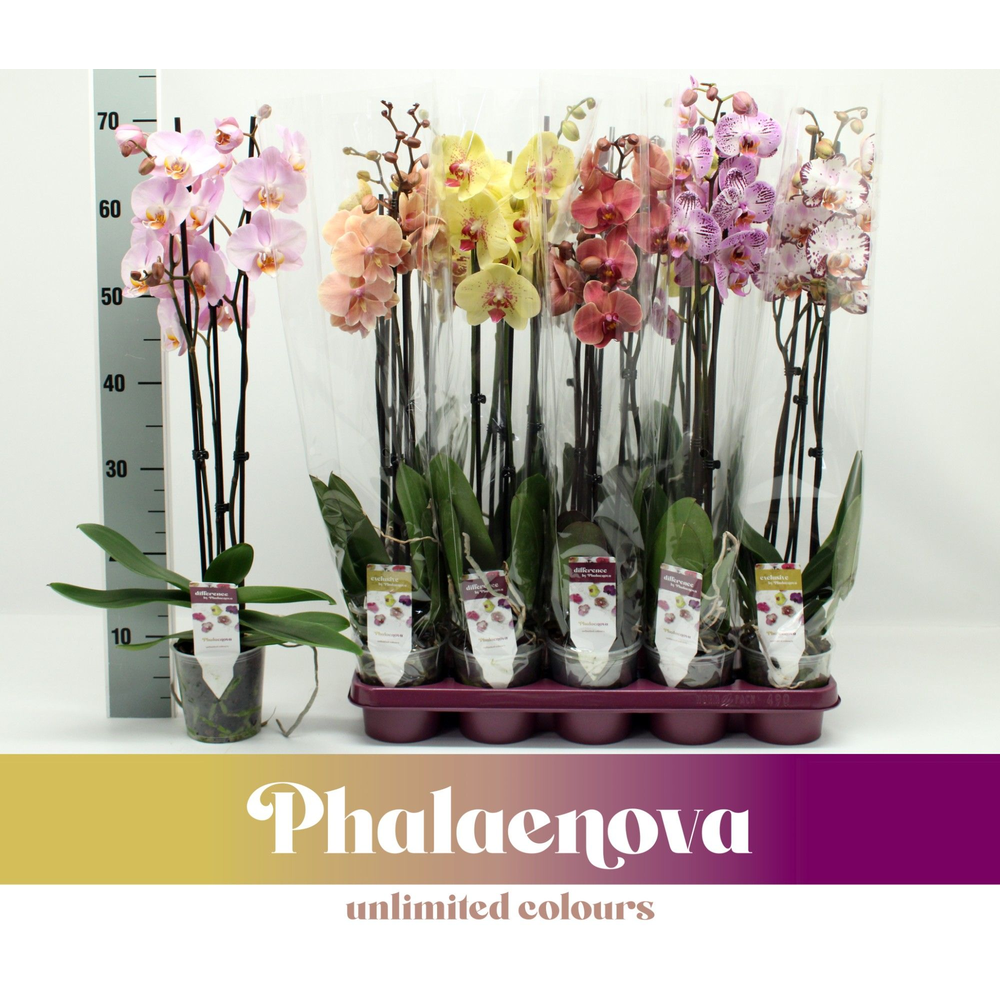 Gemengd 3-tak 70cm (RIJP).