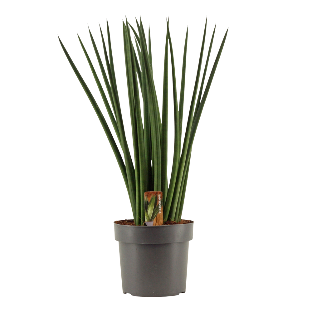 Sansevieria Cylindrica 17 cm Spaghetti.