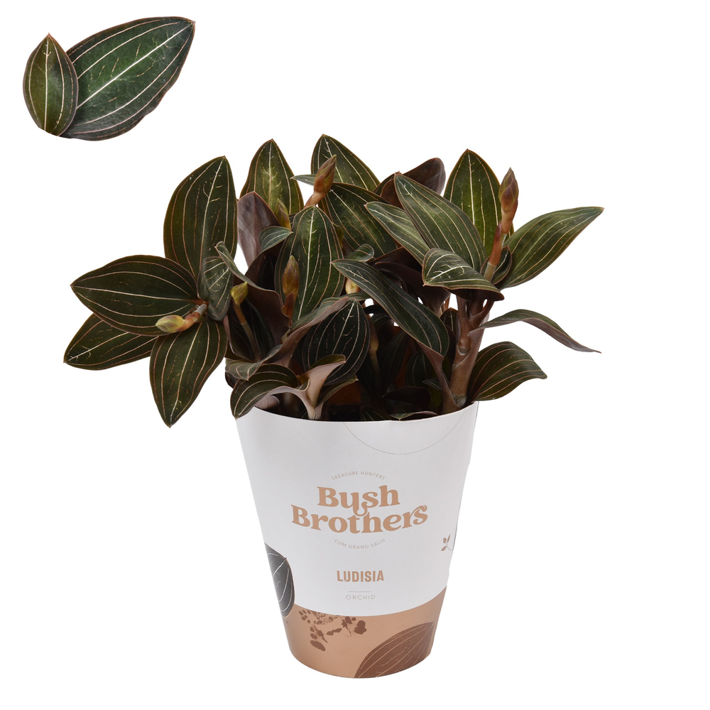 Ludisia Discolor XL 12 cm.
