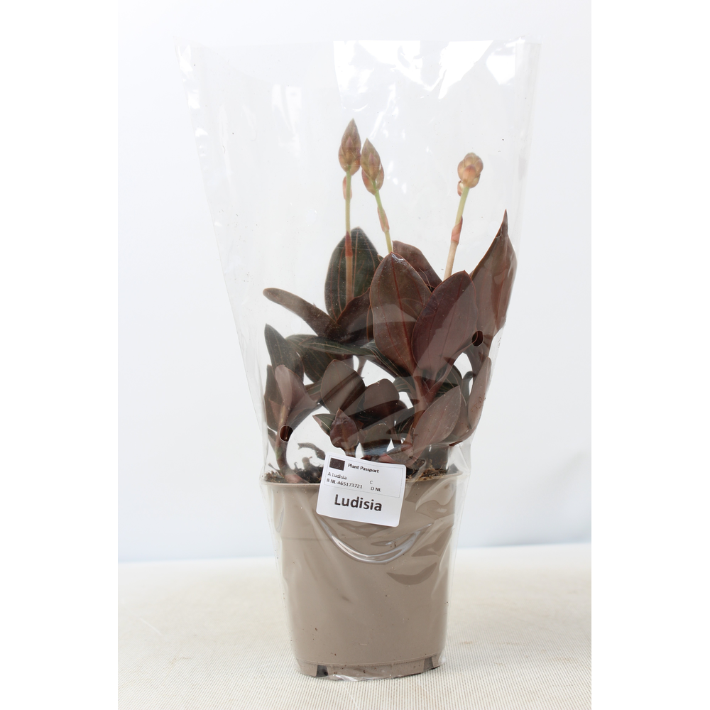 Ludisia Discolor M 12 cm.