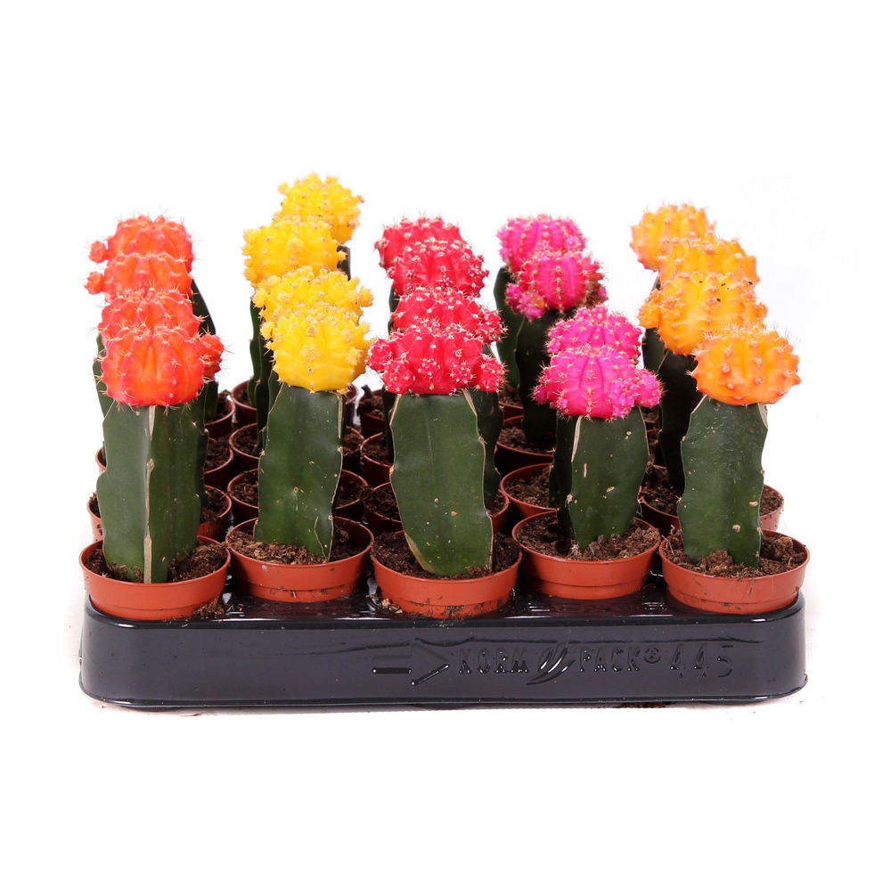 Cactus geent mix 5,5 cm.