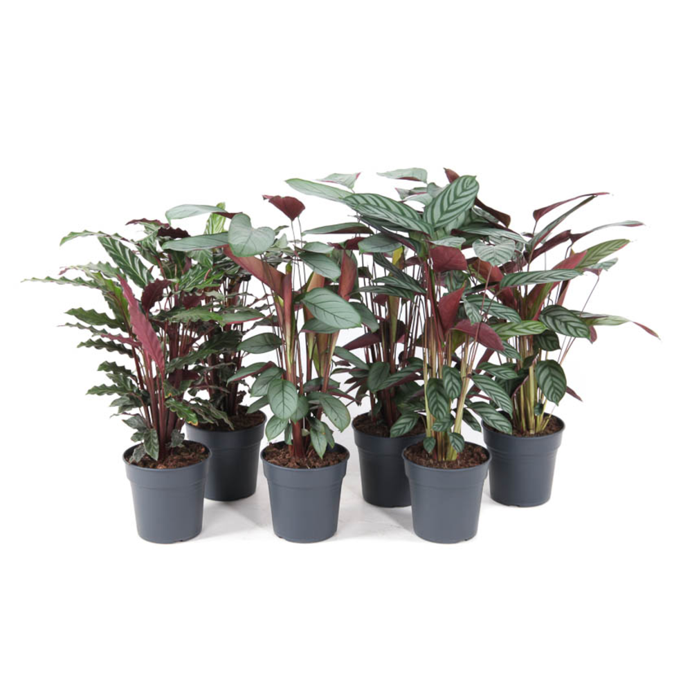 Mix Calathea 19cm.