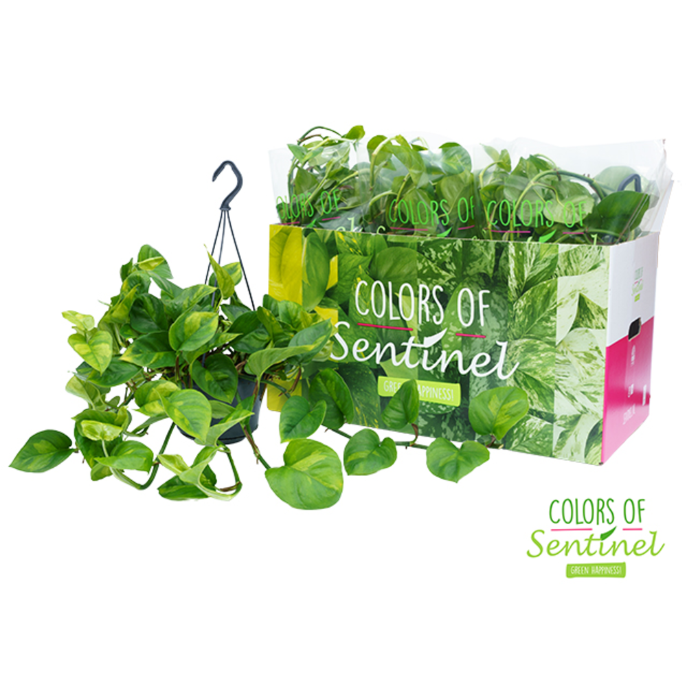 Epipremnum Pinnatum Global Green - Hangpot.
