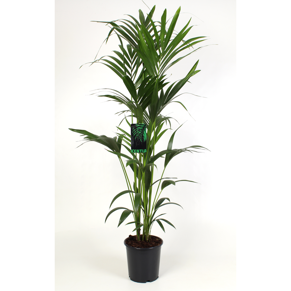Kentia-Howea Forsteriana 24 cm 160 cm hoog.