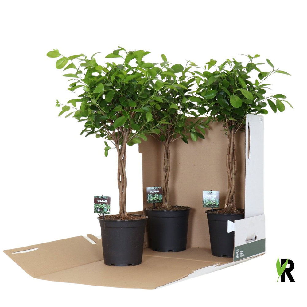 Ficus micr. Moclame gevlochten stam in fust 352.