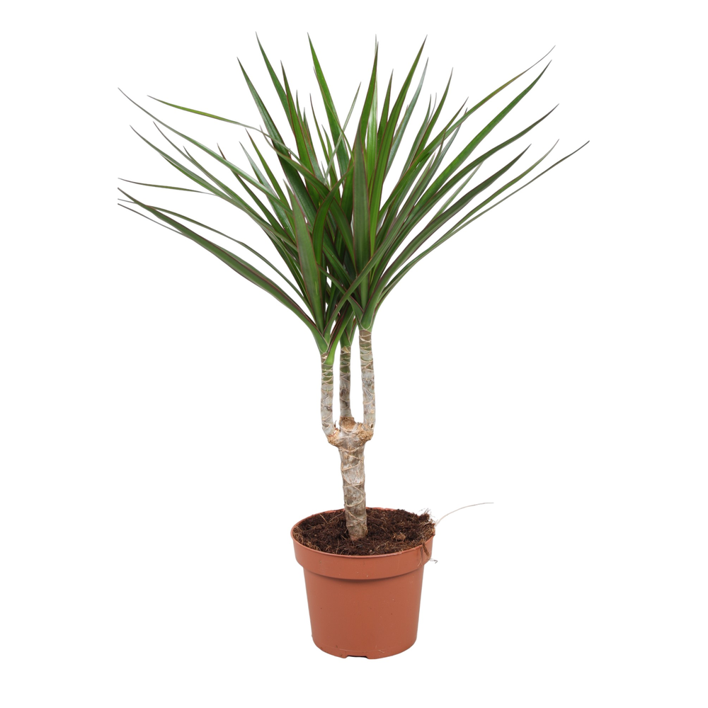Dracaena Marginata enkele stam.