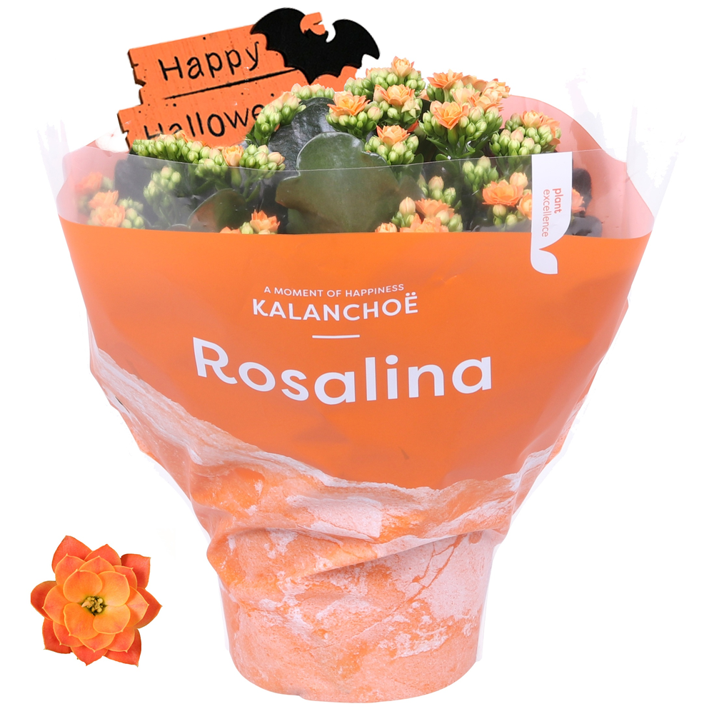 Kalanchoe Rosalina 15cm TST Don Pedro met hallowee.