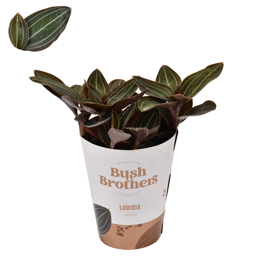 Ludisia 9 cm.