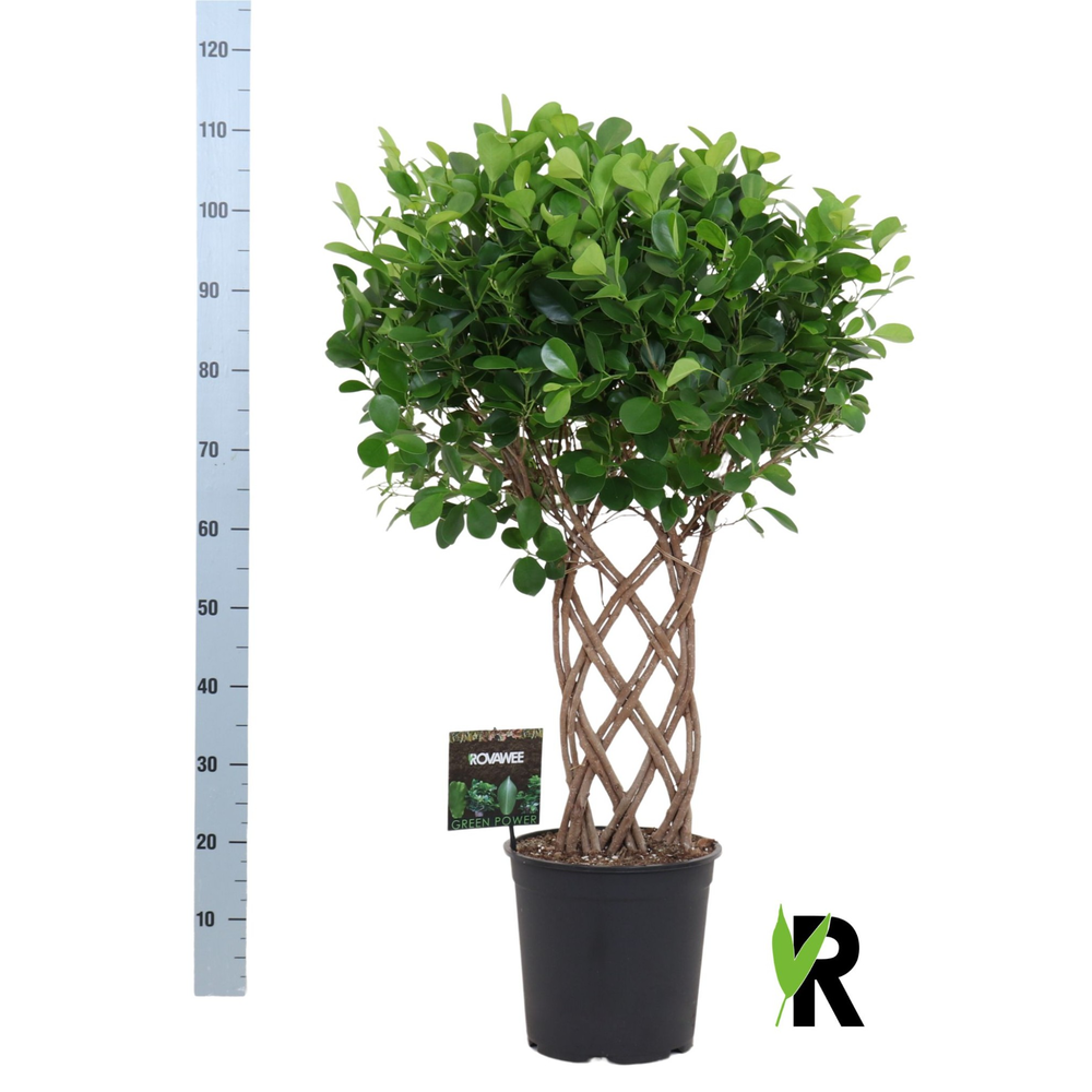 Ficus micr. Moclame dubbel gevlochten mat.