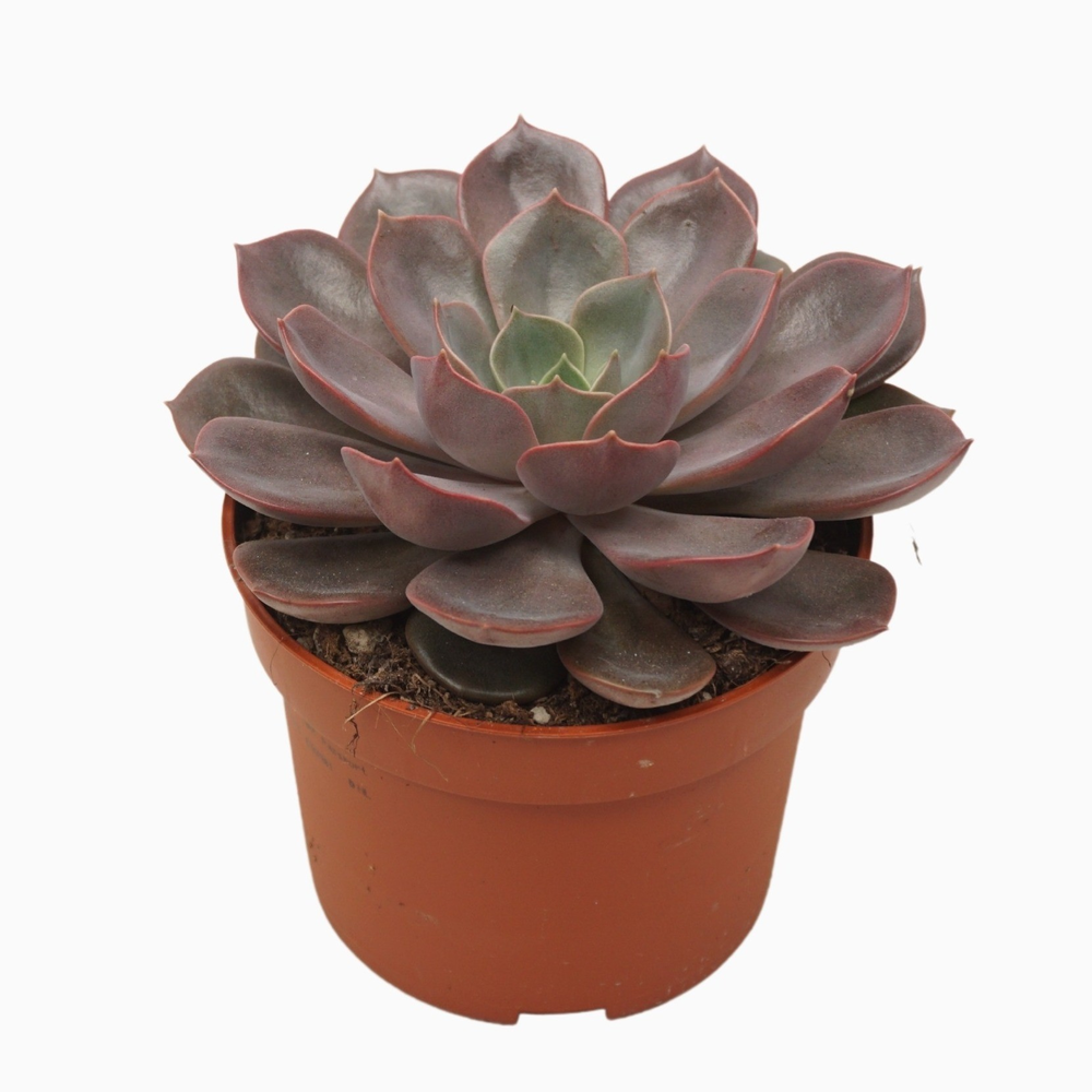 Echeveria mina 10,5 cm.