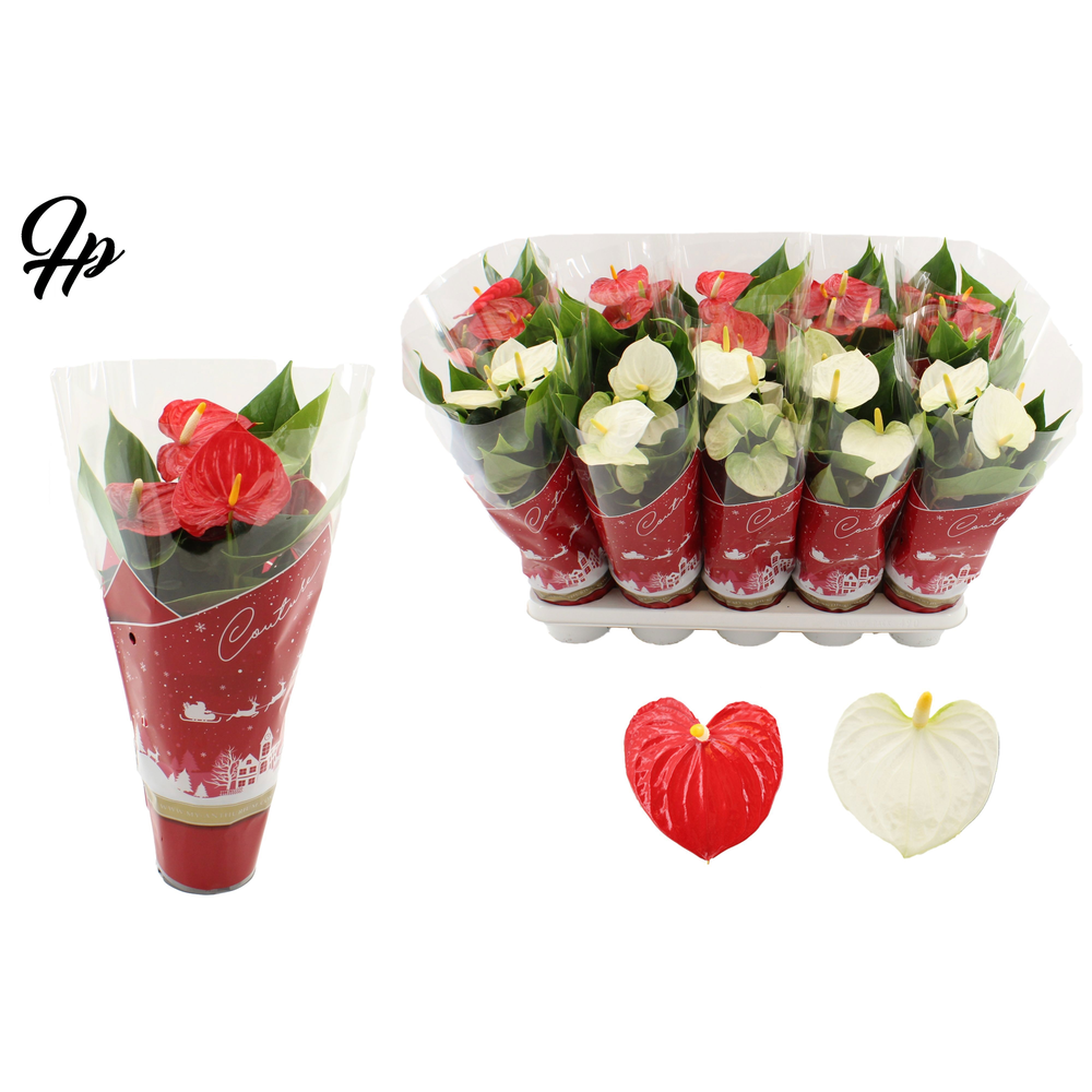 Anthurium red&white mix in Couture Christmas sleev.