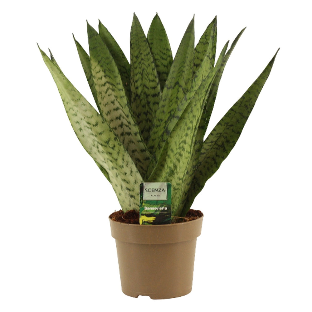 Sansevieria Zeylanica Fan 14 cm.