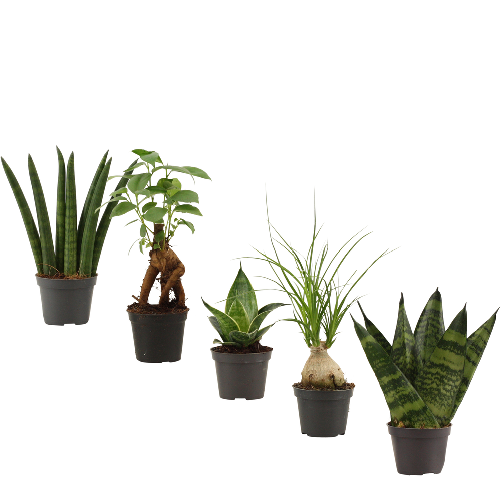 Groenmix mini.