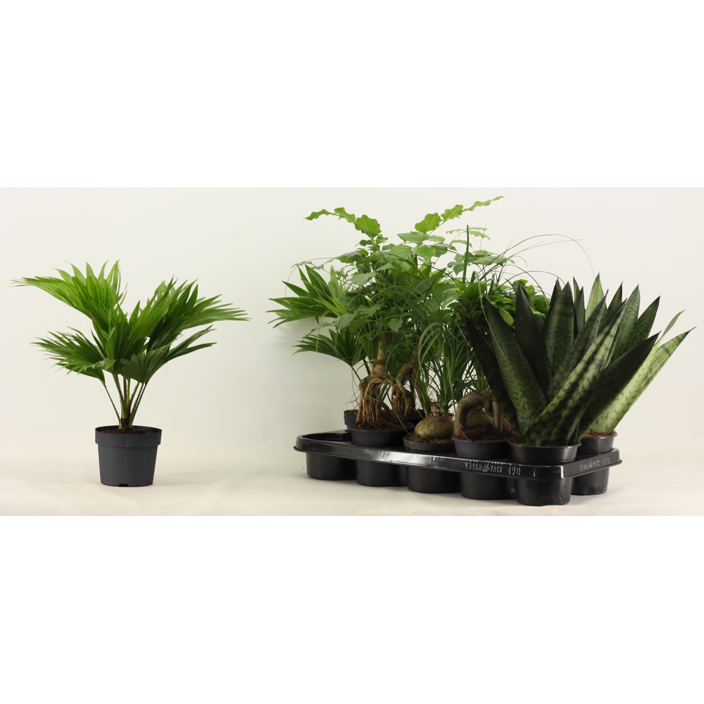 Groenmix 12 cm.