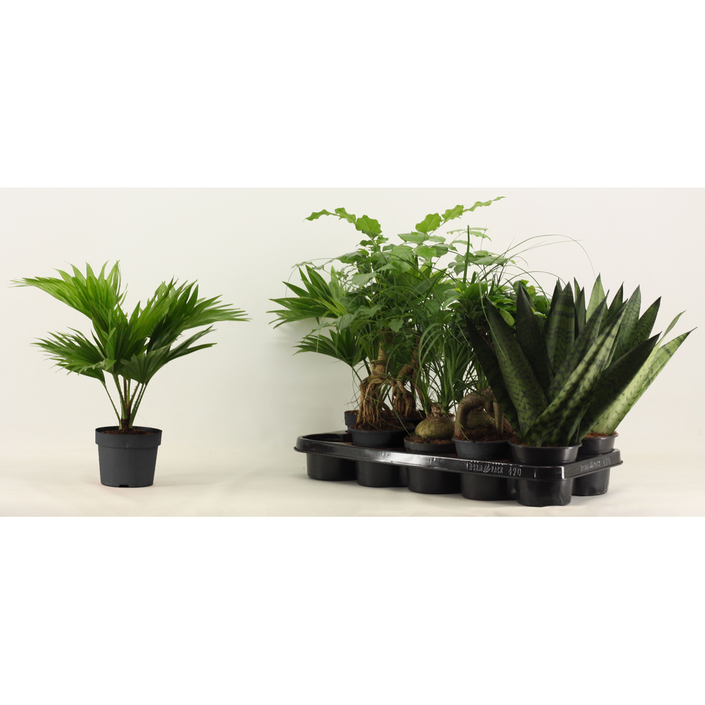 Groenmix 12 cm.