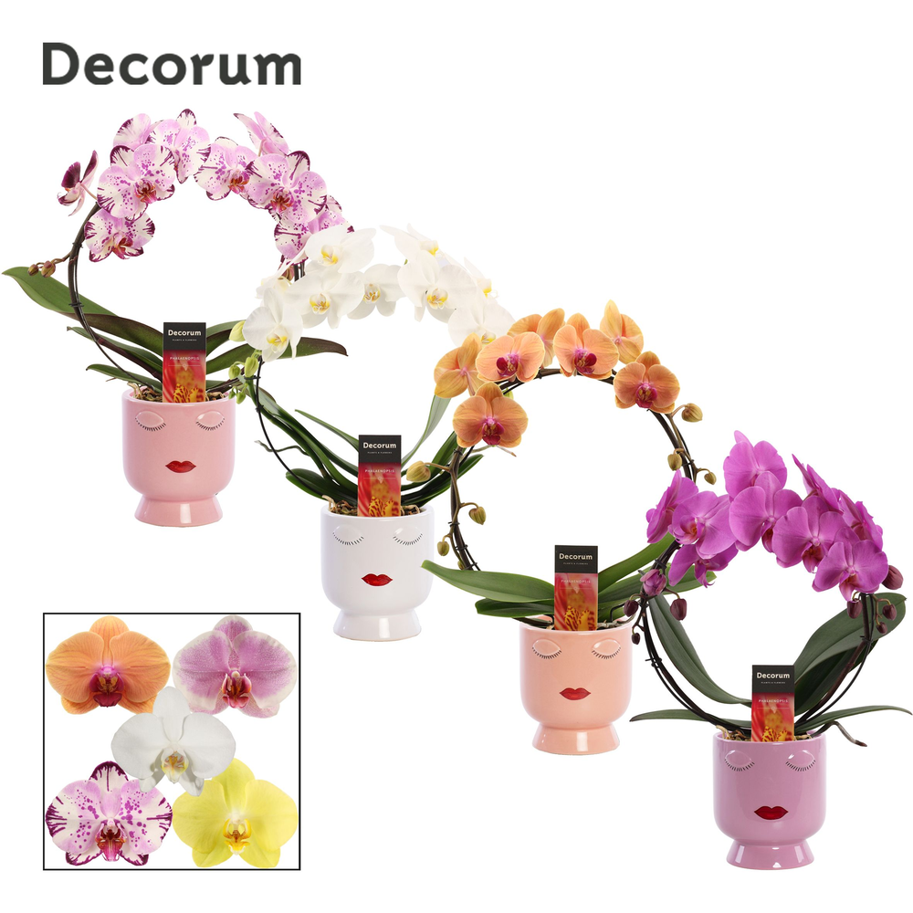 Phalaenopsis boog mix in Dua Lipa (Party Love-coll.