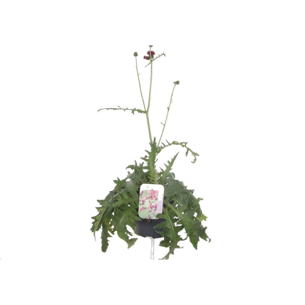 Cirsium rivulare atropurpureum.