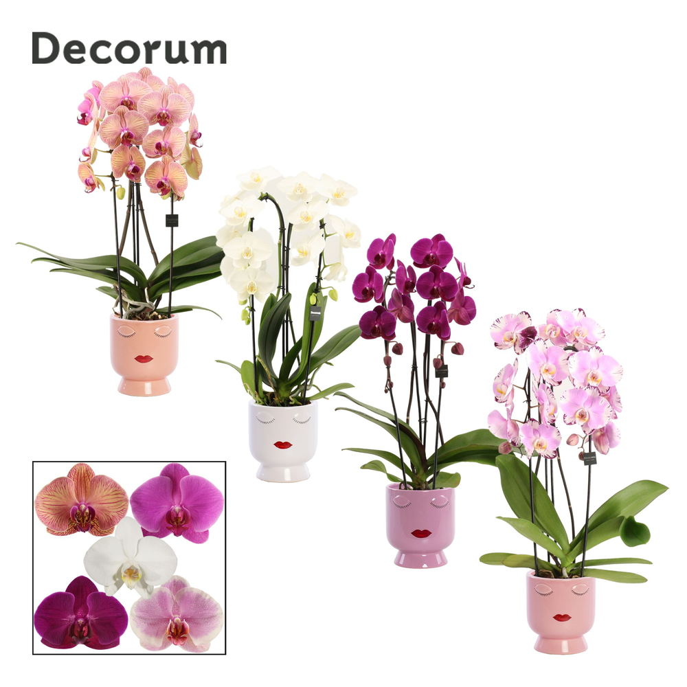 Phalaenopsis cascade 2 tak mix in Dua Lipa (Party .