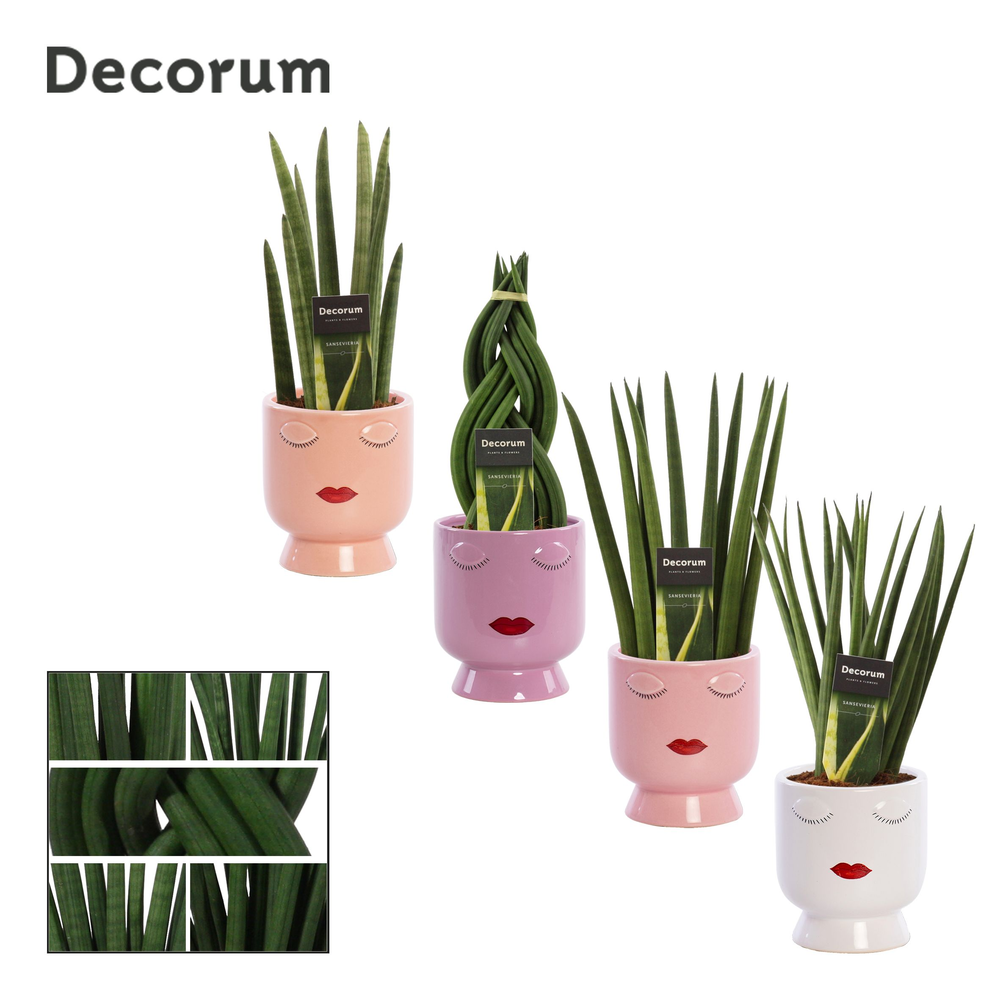 Sansevieria Cylindrica 12 cm mix in Dua Lipa (Part.