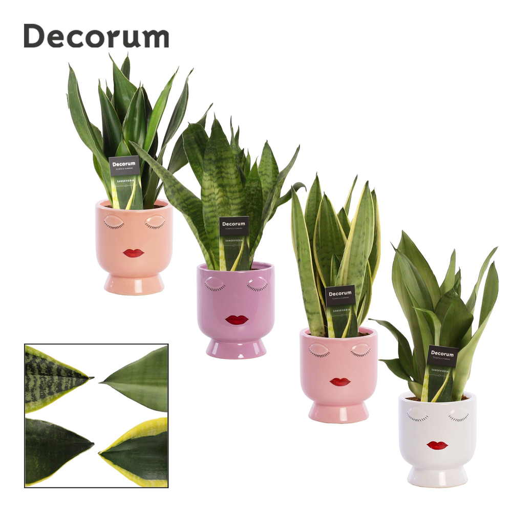 Sansevieria Super mix 12 cm in Dua Lipa (Party Lov.