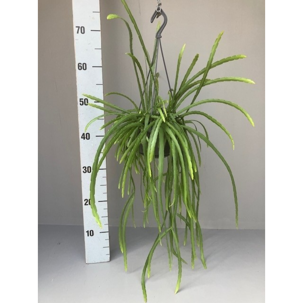 Rhipsalis holvianum.