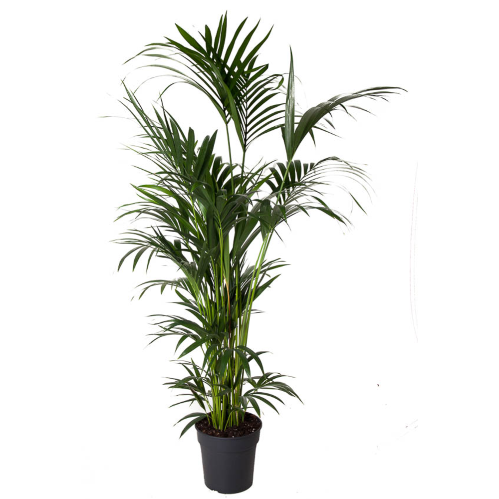 Howea Forsteriana(kentia) P31-160.
