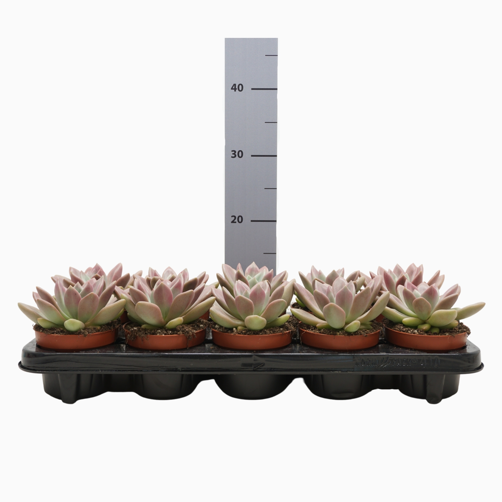 Pachyveria rosy crow 10,5 cm.