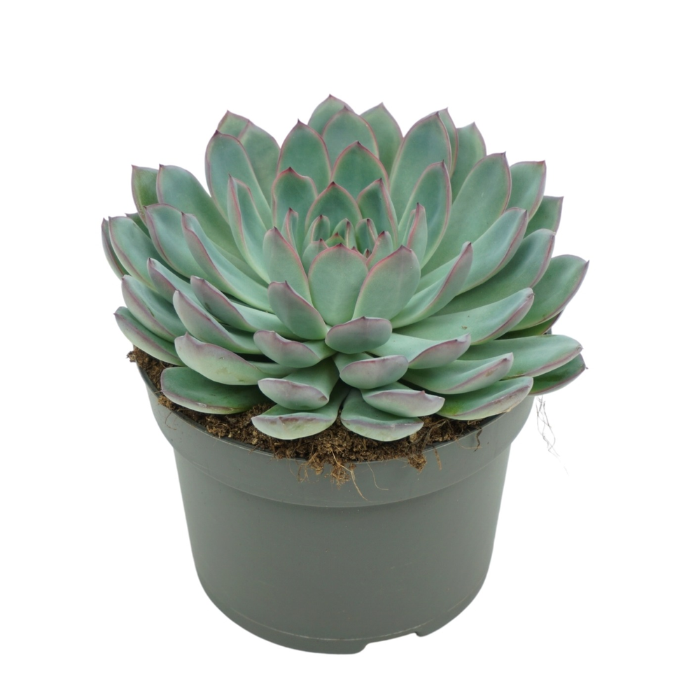 Echeveria apus 13 cm.