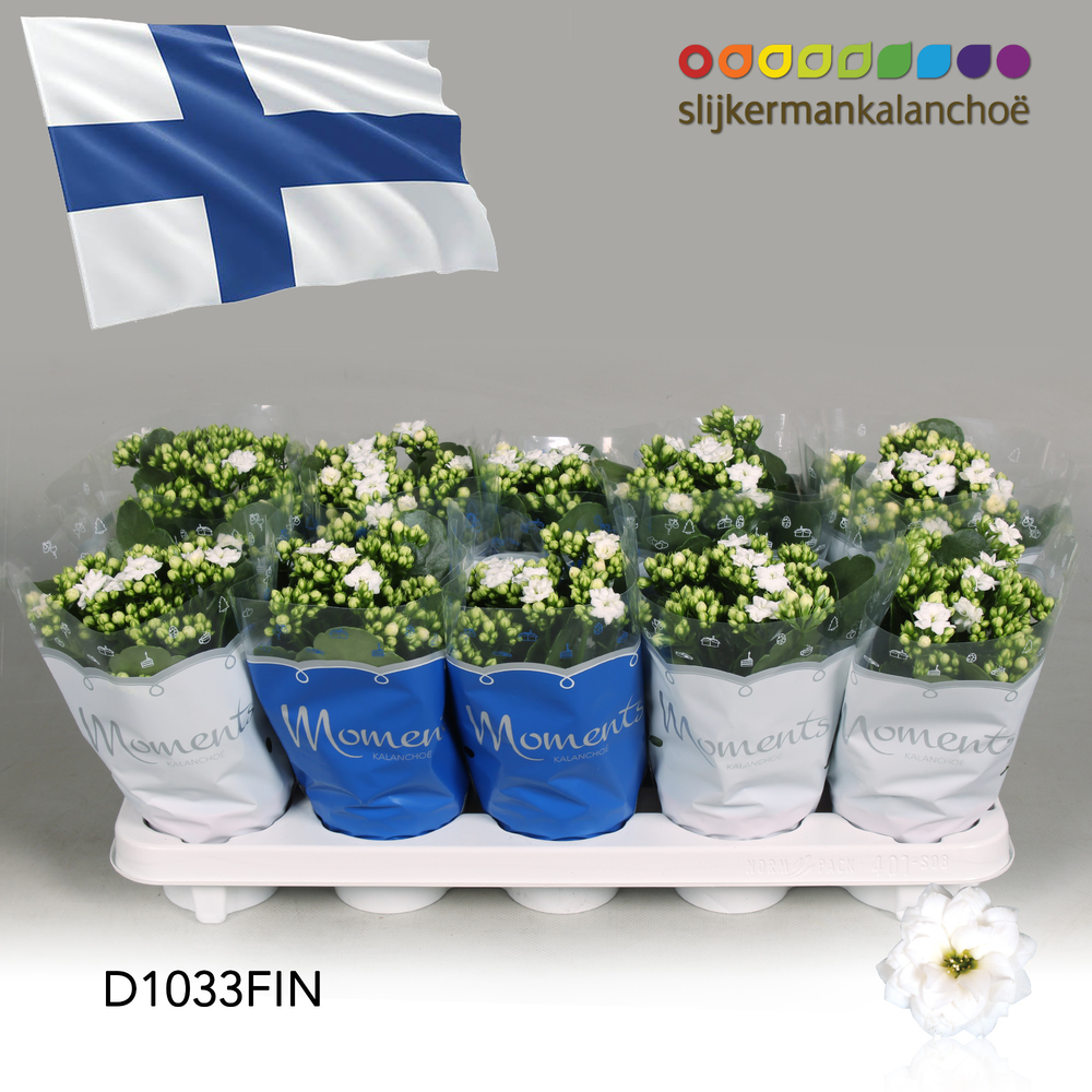 Kalanchoe Moments - Finland flag.