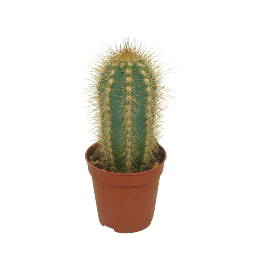 Pilosocereus pachycladus 5,5 cm.
