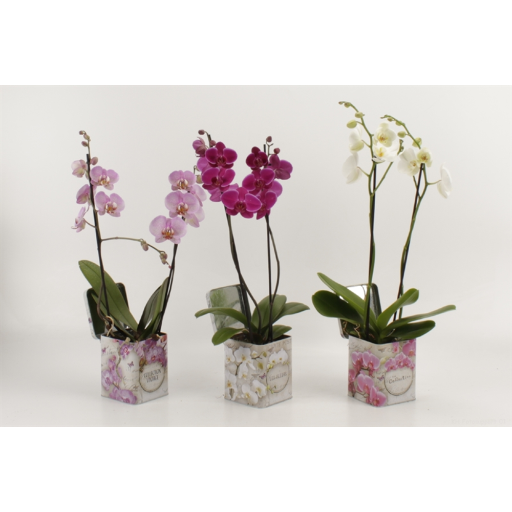 Phalaenopsis gemengd 2 tak gemengd in blik Barbara.