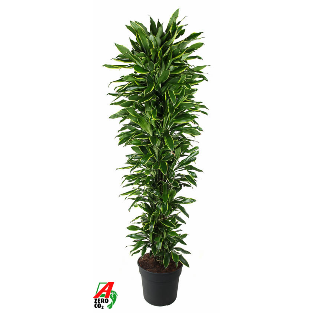 Dracaena Gold Coast vertakt P40.