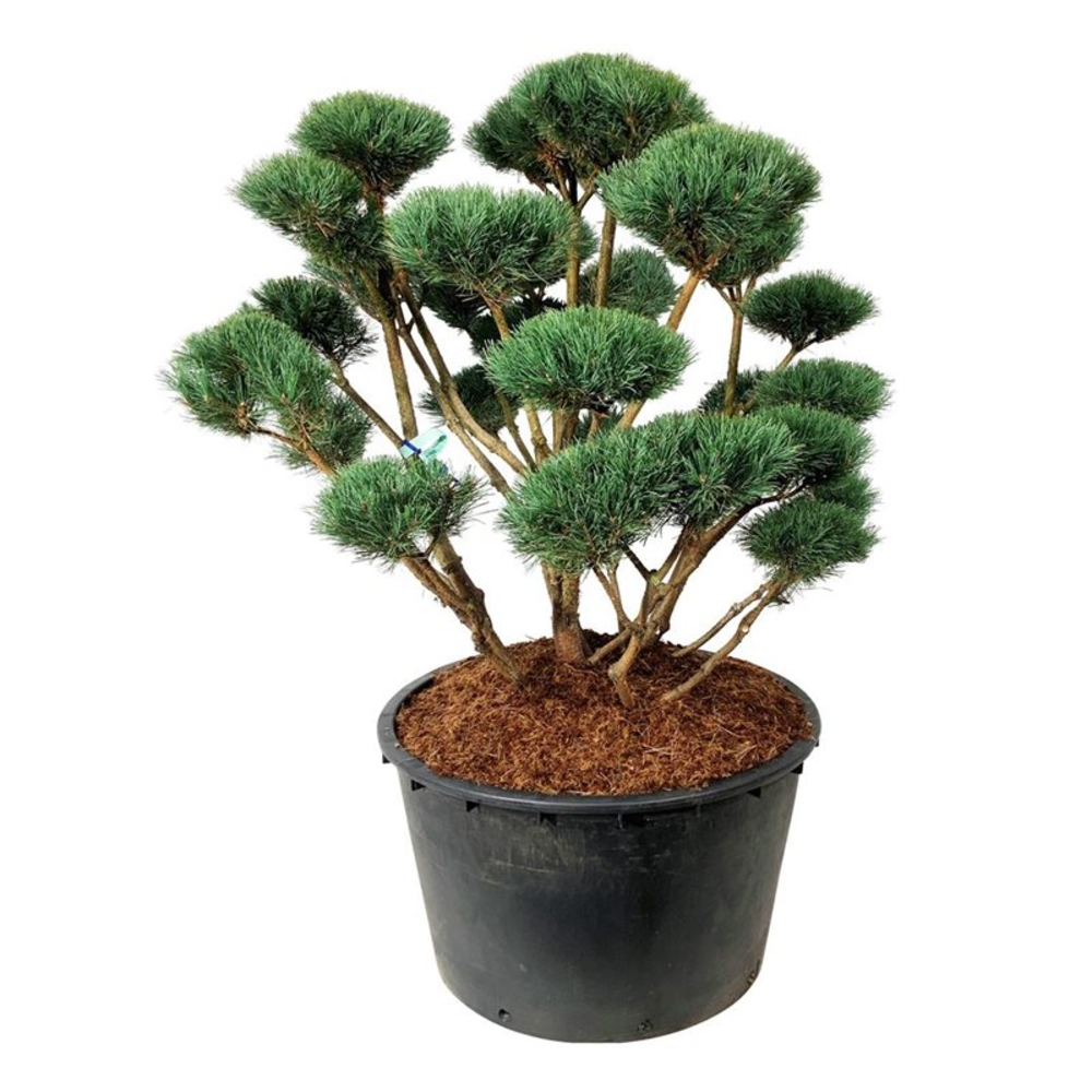 Pinus sylv. 'Watereri'.