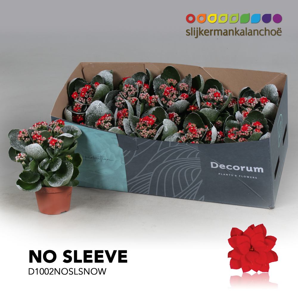 Kalanchoe No Sleeve - Red with snow/sneeuw - kerst.
