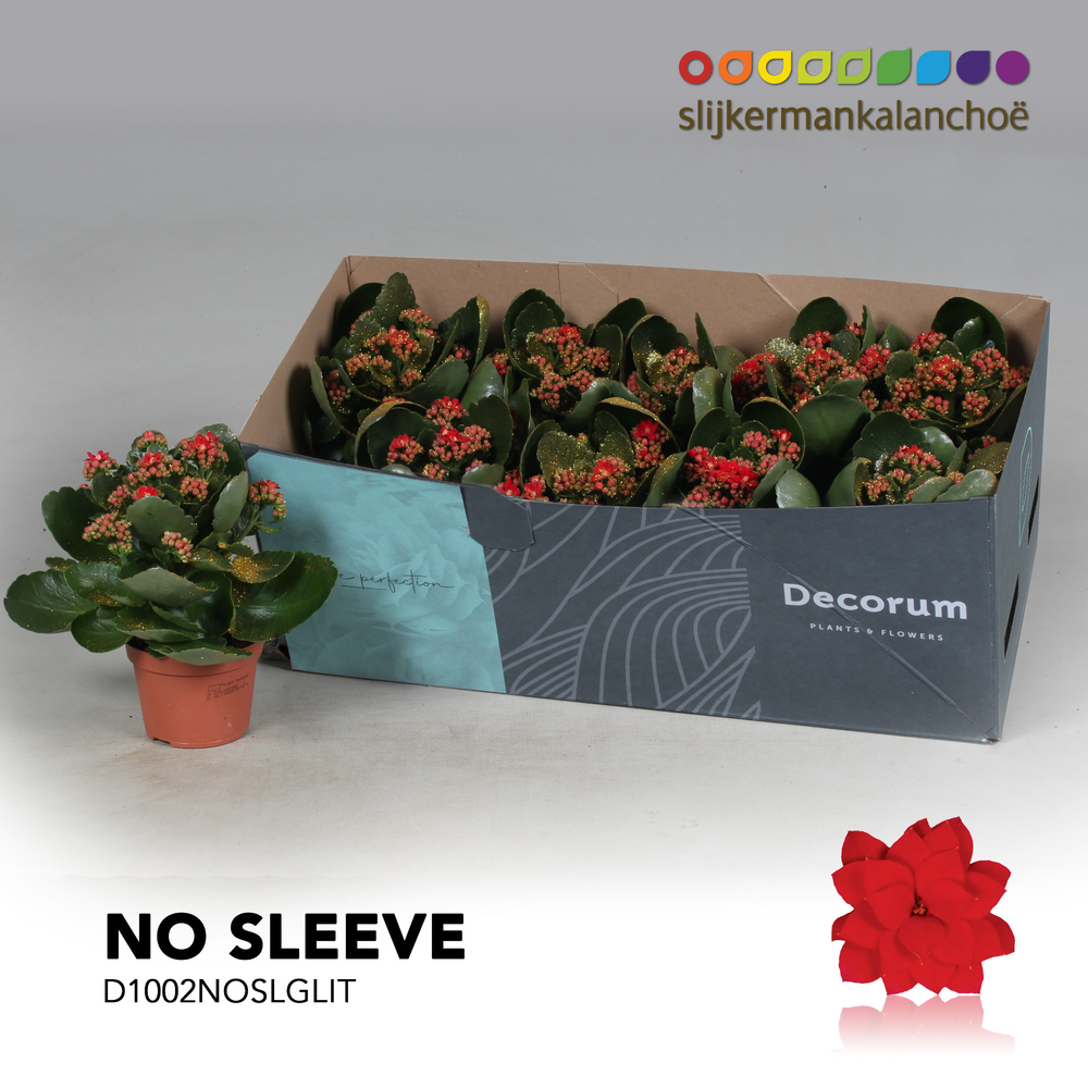 Kalanchoe No Sleeve - Red with glitter - kerst.