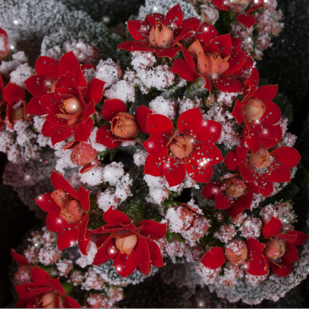 Kalanchoe No Sleeve - Red with snow/sneeuw and gli.