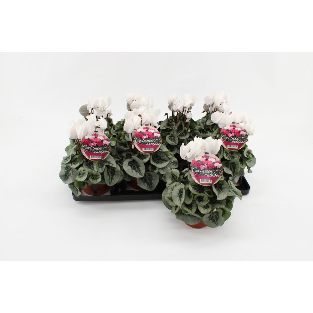 Cyclaam Garden White Silver Leaf.