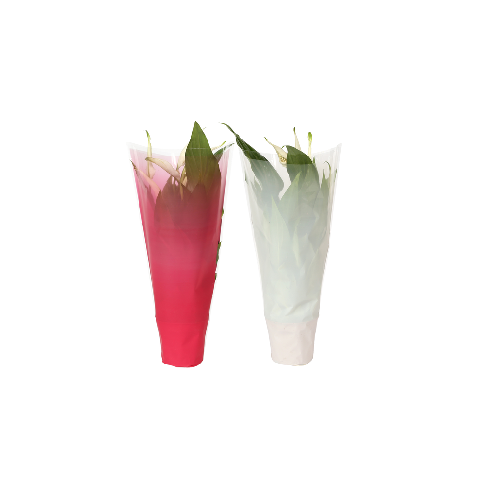 KP-794.2 - Spathiphyllum 9cm In gekleurde hoes, ke.