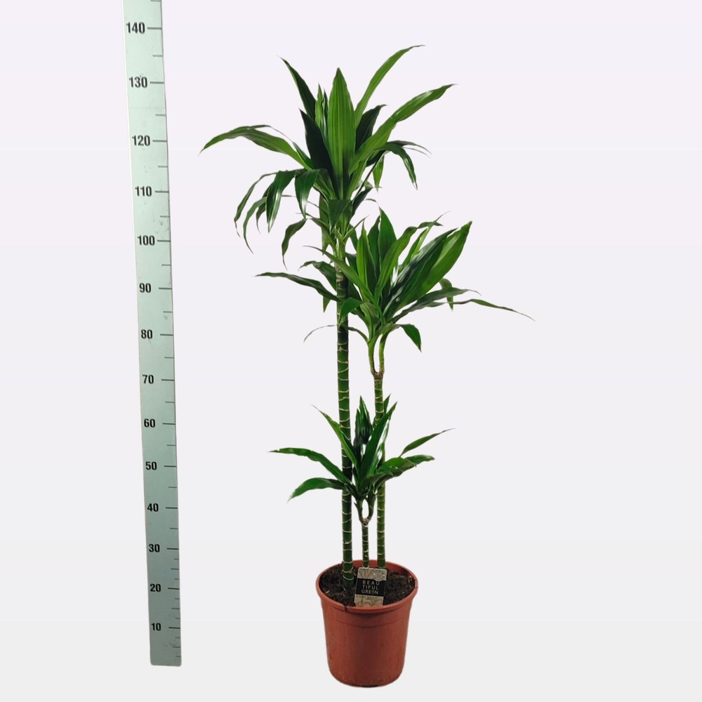 Dracaena Janet Craig 90-60-30 140cm.