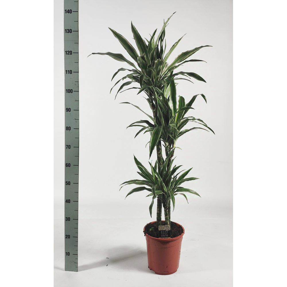 Dracaena warneckei 90-60-30 140cm.