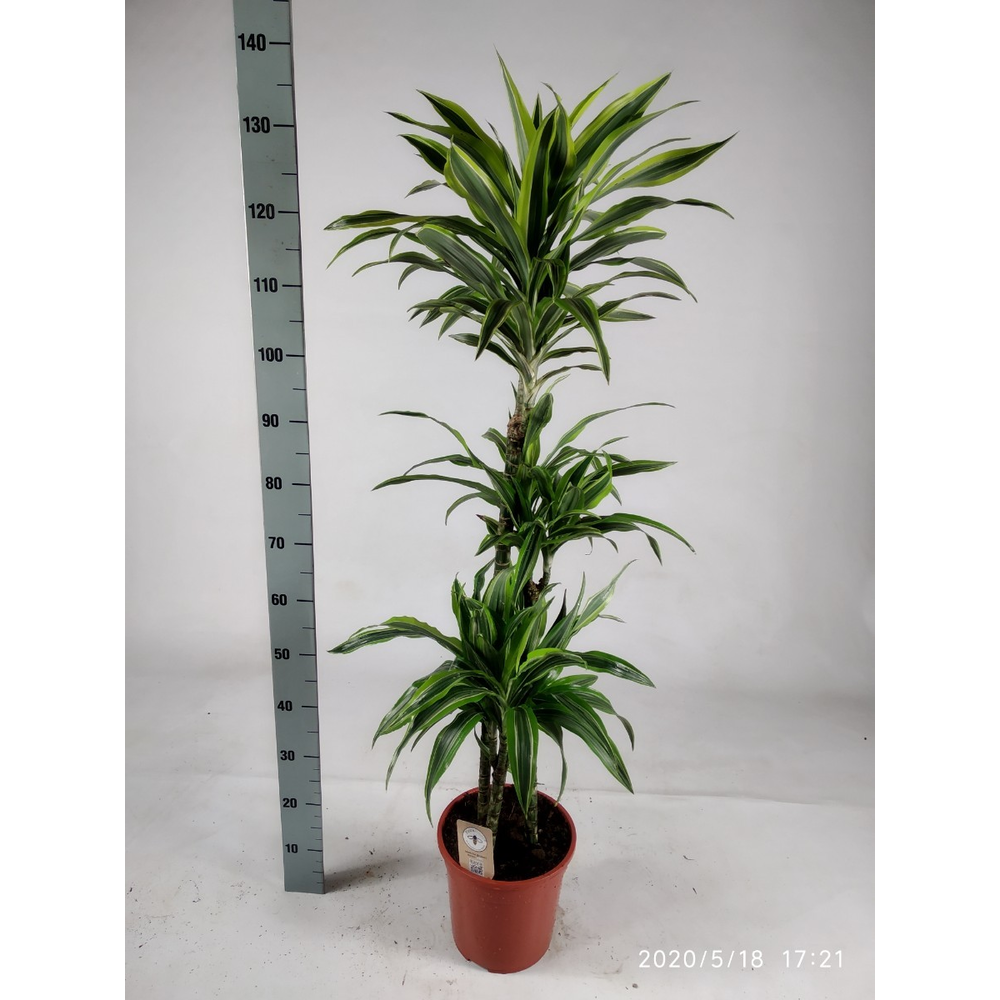 Dracaena lemon lime 90-60-30 140cm.