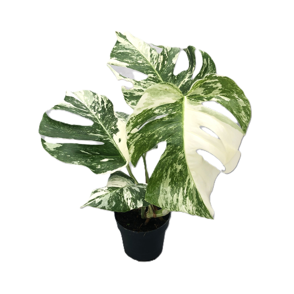 Monstera variegata (hoog bont) 12cm.